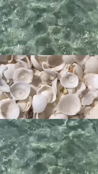 Vidéo voyage — Shell Beach, eaux turquoise et coquillages